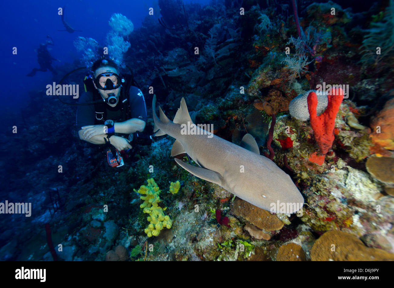 Rencontre avec le requin de récif G Spot, Turks et Caicos, Antilles, Caraïbes, Amérique Centrale Banque D'Images