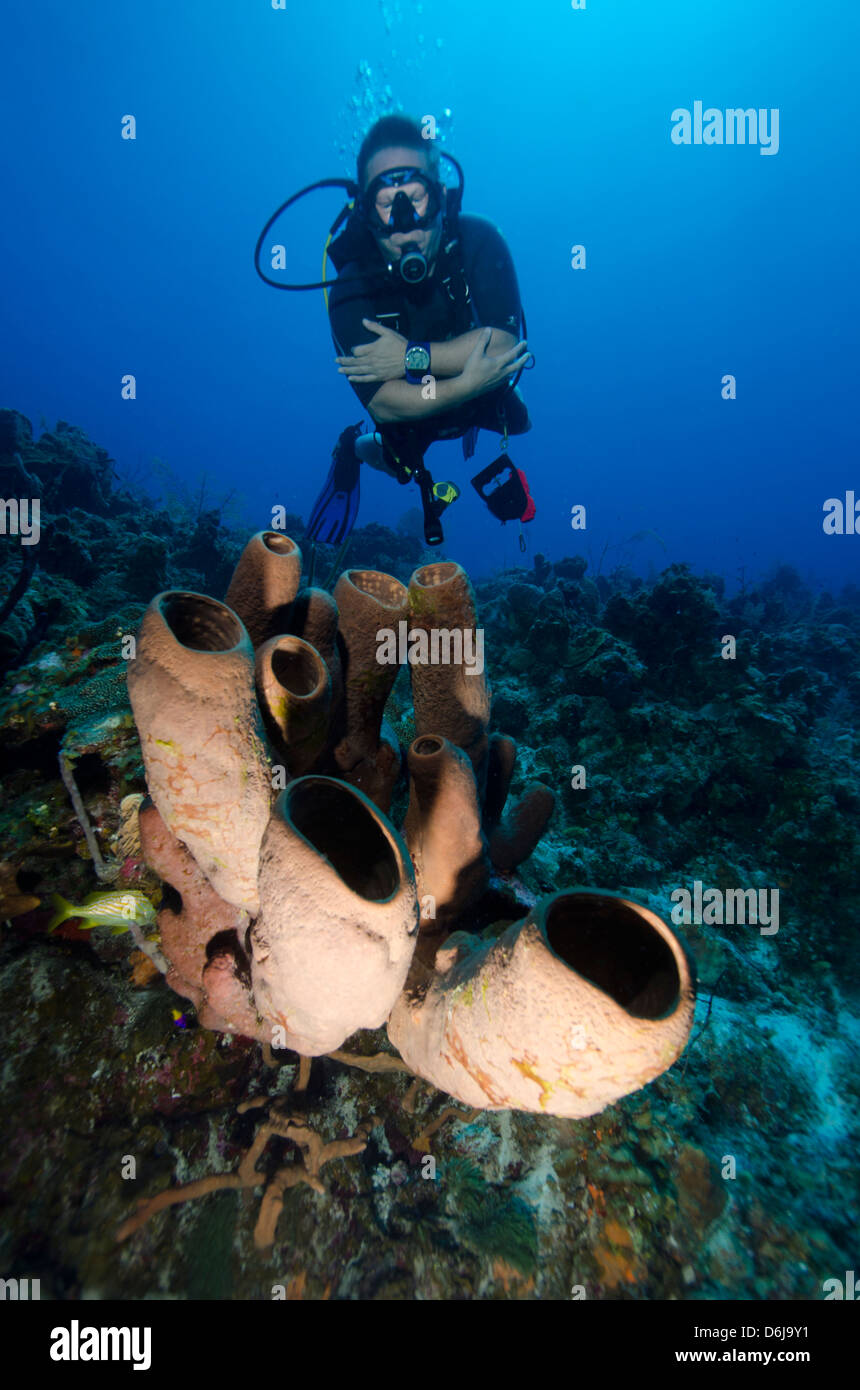 Le tube plongeur bénéficie d'éponges au large des îles Turks et Caicos, Antilles, Caraïbes, Amérique Centrale Banque D'Images