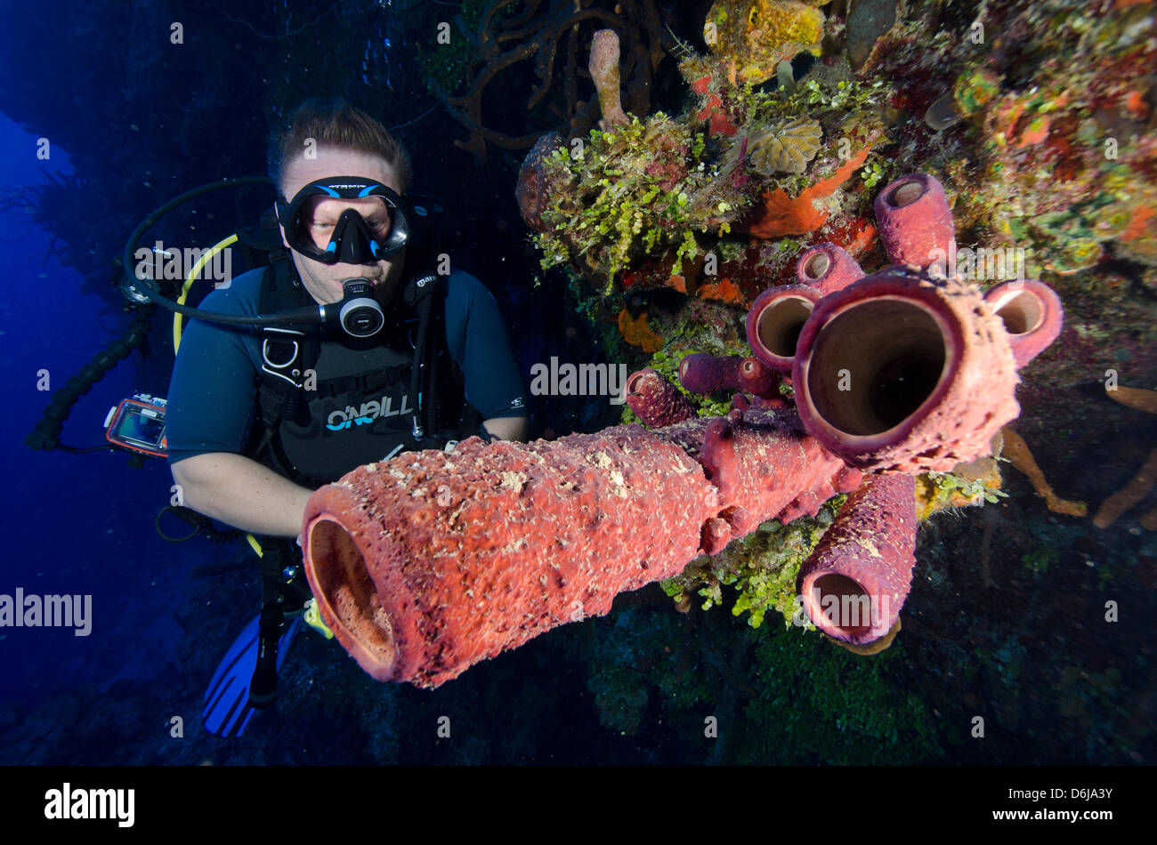 Le tube plongeur bénéficiant d'éponges sur un mur de la plongée dans les îles Turks et Caicos, Antilles, Caraïbes, Amérique Centrale Banque D'Images