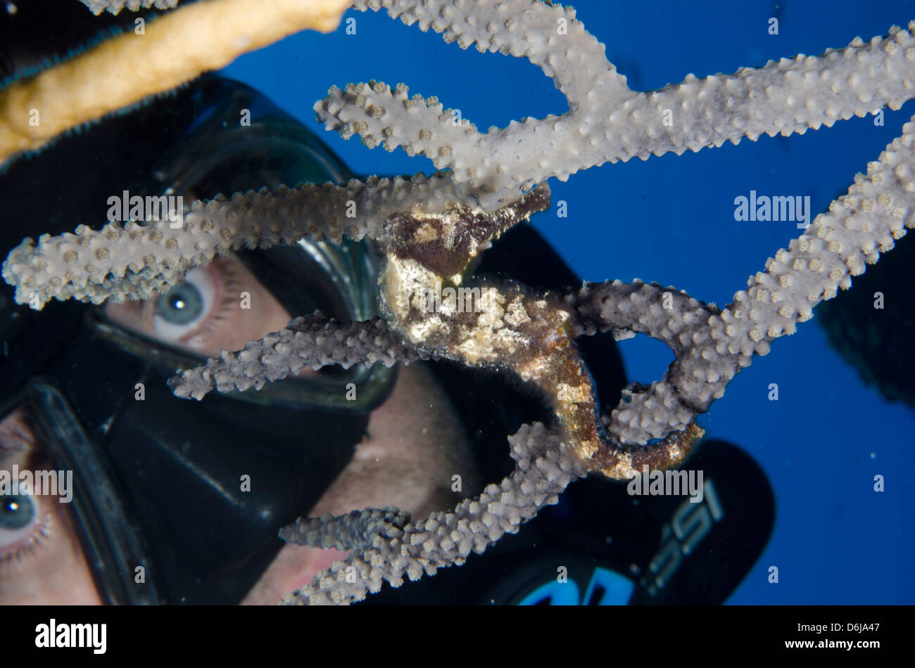 Hippocampe épineux se cachant dans le corail dans les îles Turques et Caïques, Antilles, Caraïbes, Amérique Centrale Banque D'Images