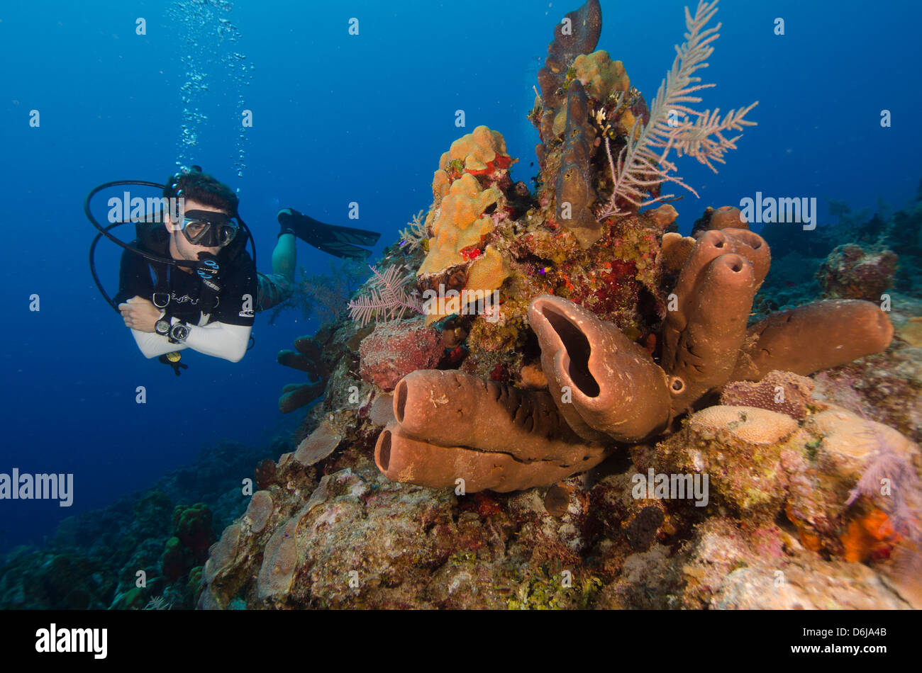 Diver bénéficie de la superbe récifs du Turks et Caicos, Antilles, Caraïbes, Amérique Centrale Banque D'Images