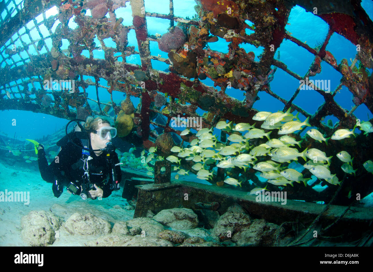 L'intérieur du plongeur de Thunderdome Turks et Caicos, Antilles, Caraïbes, Amérique Centrale Banque D'Images