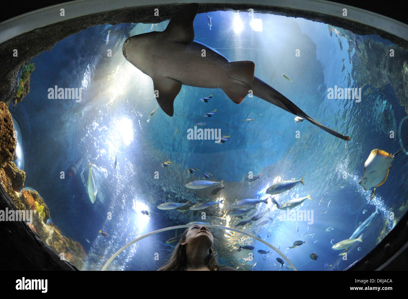 Un visiteur se penche sur diverses espèces de poissons et tortues d'un tunnel sous le grand aquarium au Sea Life de Constance, Allemagne, 09 mars 2012. Photo : Patrick Seeger Banque D'Images