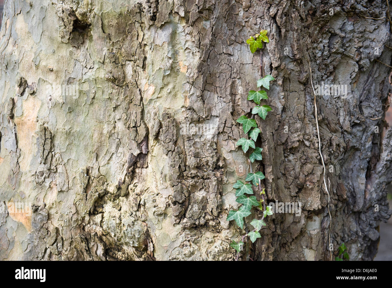 L'écorce des arbres de lierre Banque D'Images