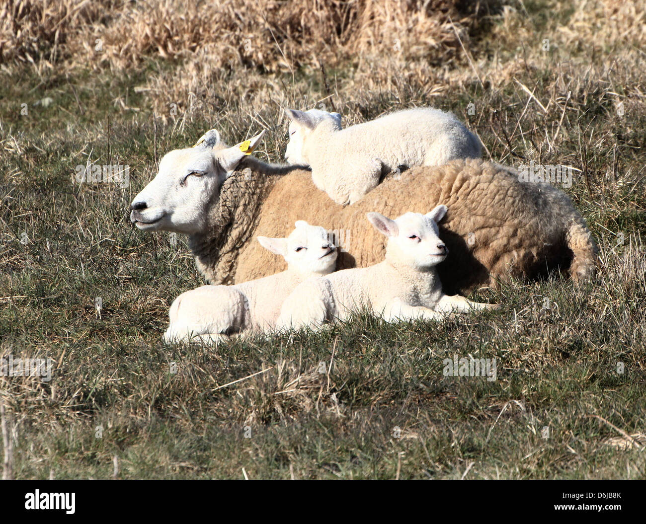 Jeune et mignon petit agneaux endormie au soleil du printemps dans un pré herbeux Banque D'Images