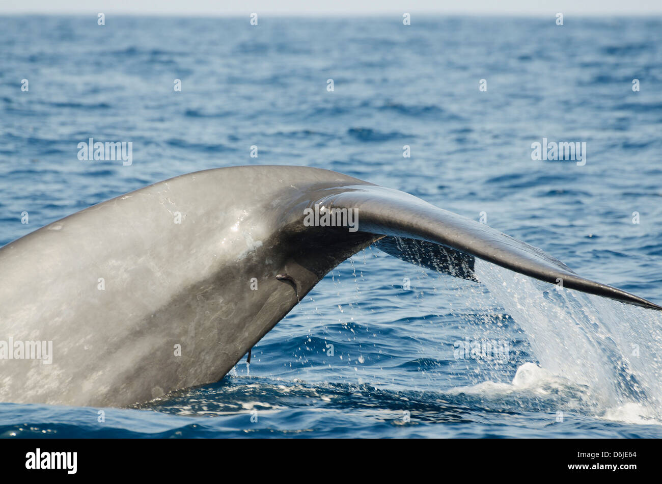 La baleine bleue, Province du Sud, océan Indien, Sri Lanka, Asie Banque D'Images
