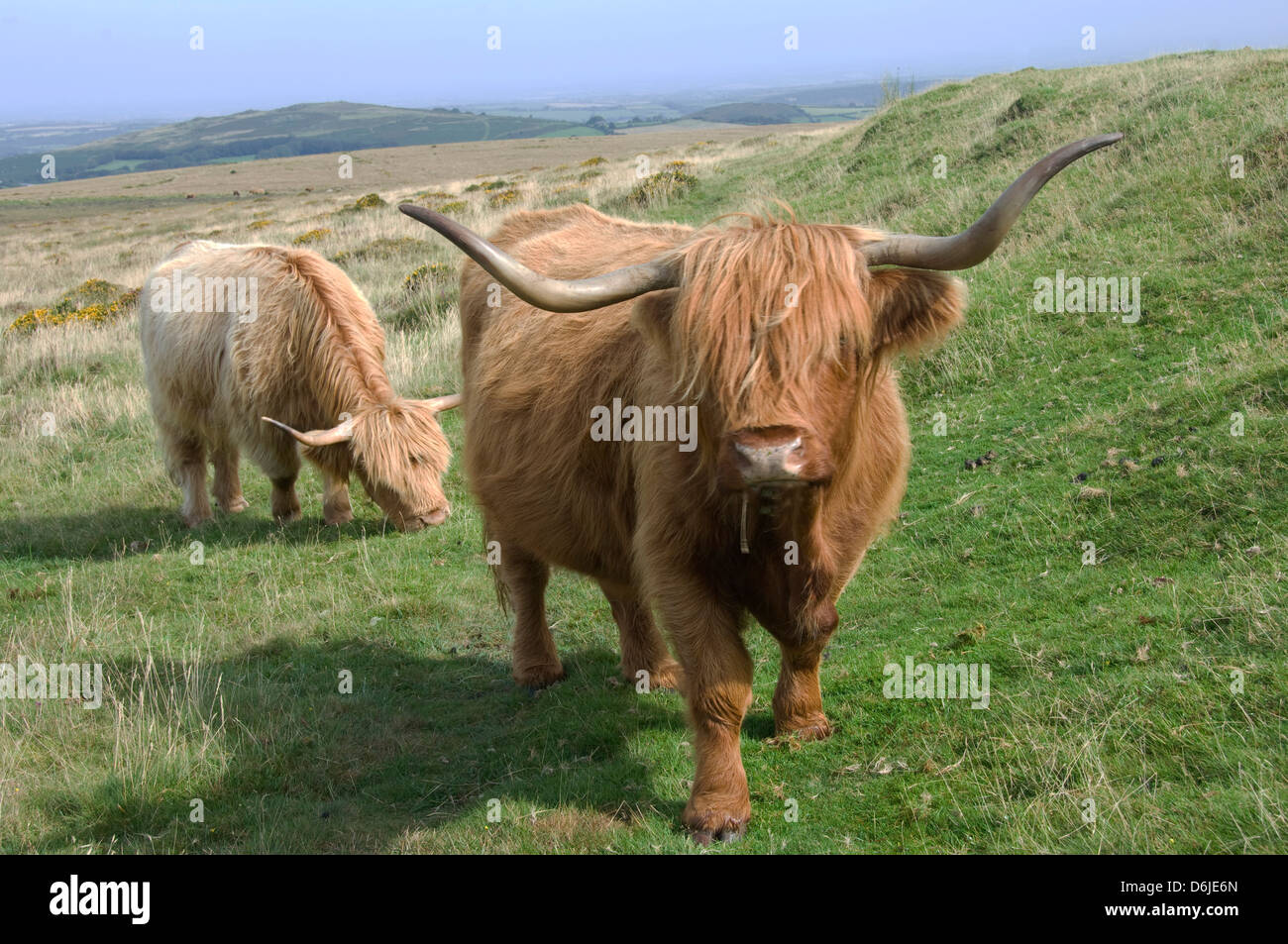 Highland cattle grazing à Dartmoor, Dartmoor National Park, Devon, Angleterre, Royaume-Uni, Europe Banque D'Images