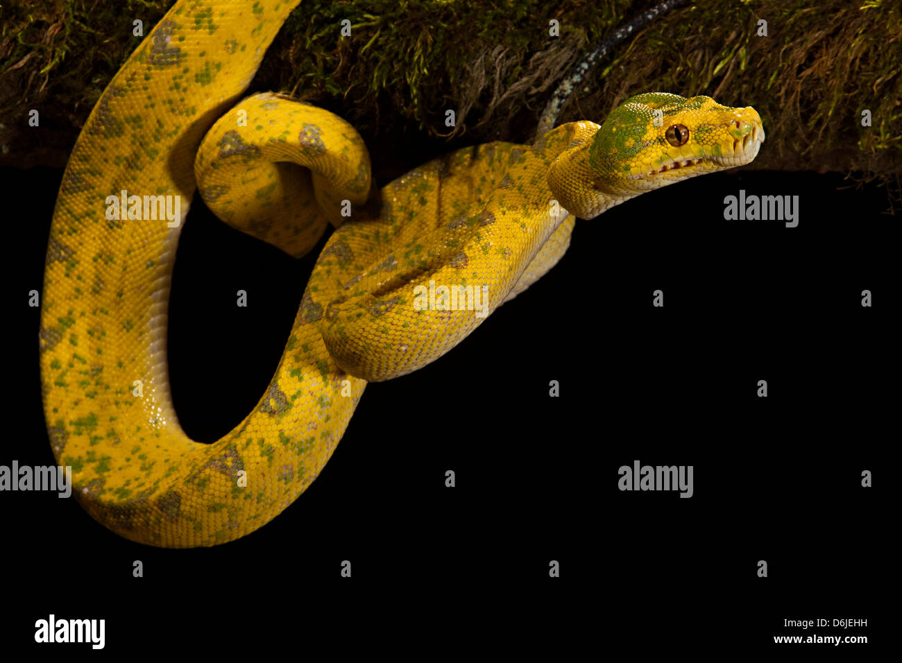 Arbre vert serpent Python Morelia viridis Banque D'Images