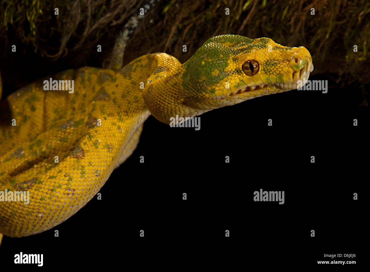 Arbre vert serpent Python Morelia viridis Banque D'Images