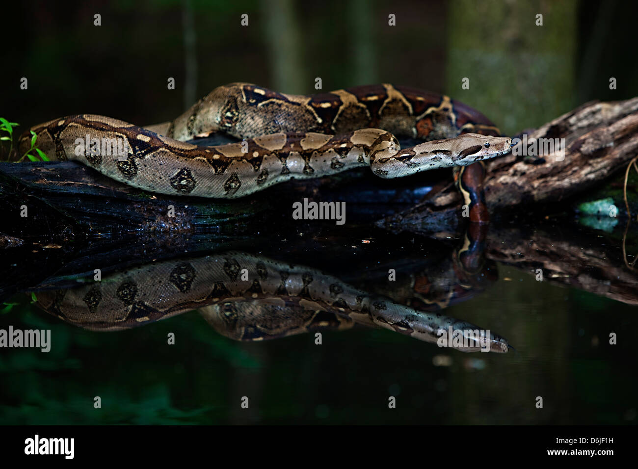 Feu arrière rouge colombien Boa Boa constrictor Snake Banque D'Images