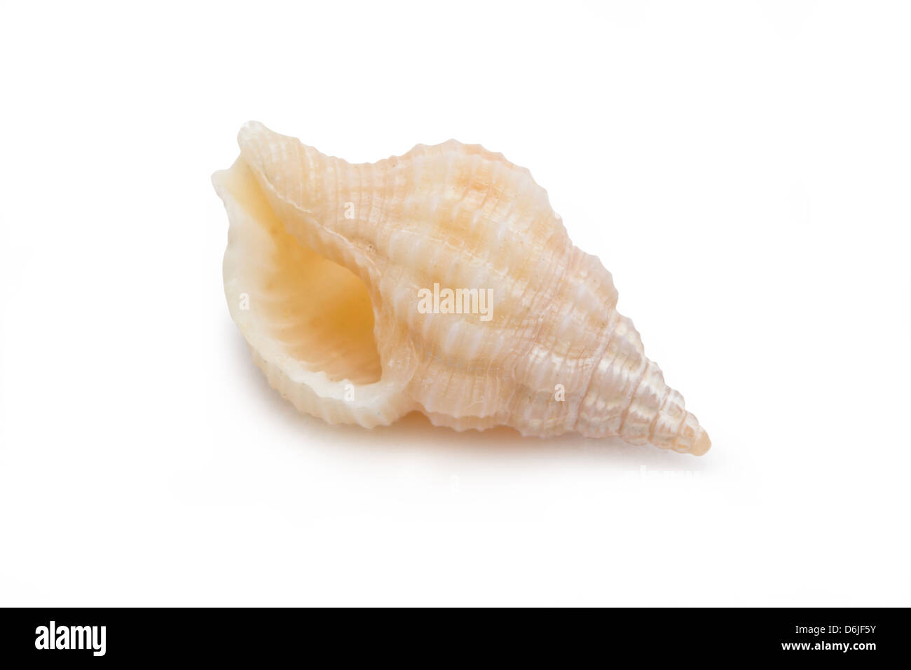 Coquilles de mer isolé sur fond blanc. Banque D'Images