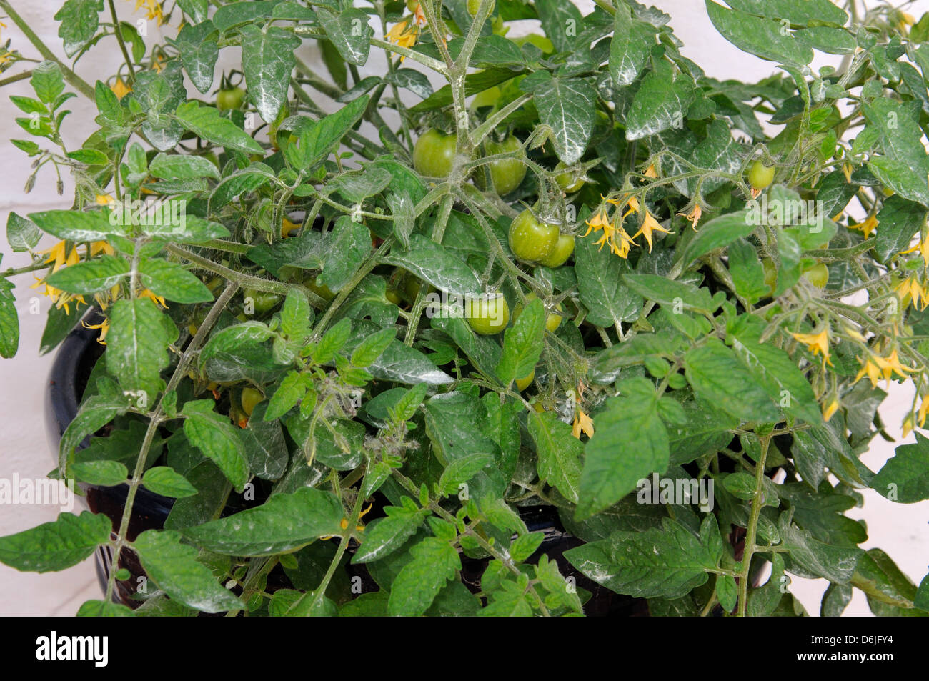 Maskotka (cerise) plant de tomate arrosé avec du soufre pour protéger contre les maladies fongiques, Andalousie, Espagne, Europe de l'Ouest. Banque D'Images
