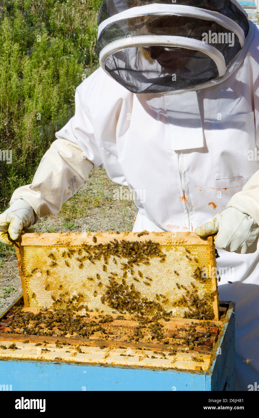 L'apiculture à l'Arlo's Honey Farm, Kelowna, British Columbia, Canada, Amérique du Nord Banque D'Images