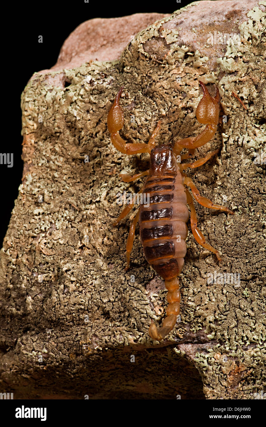 Opistothalmus walberghi Scorpion fouisseur tricolore Banque D'Images