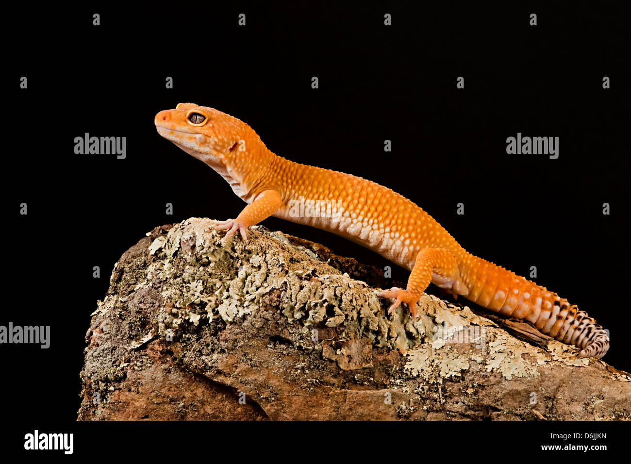 La mandarine gecko léopard Eublepharis macularis Banque D'Images