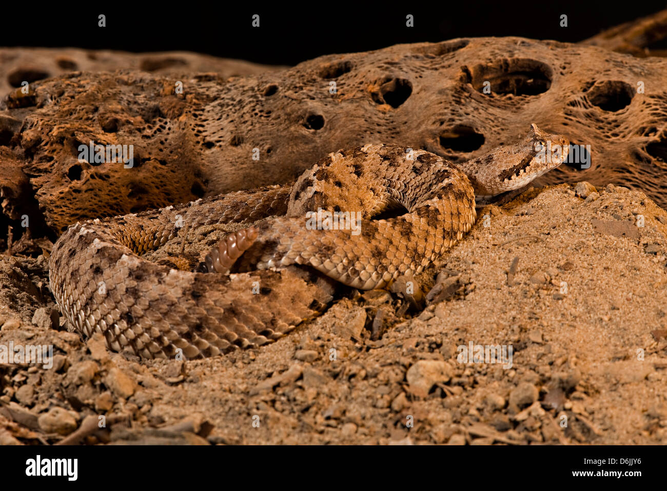 Serpent Crotalus cerastes Sidewinder Banque D'Images