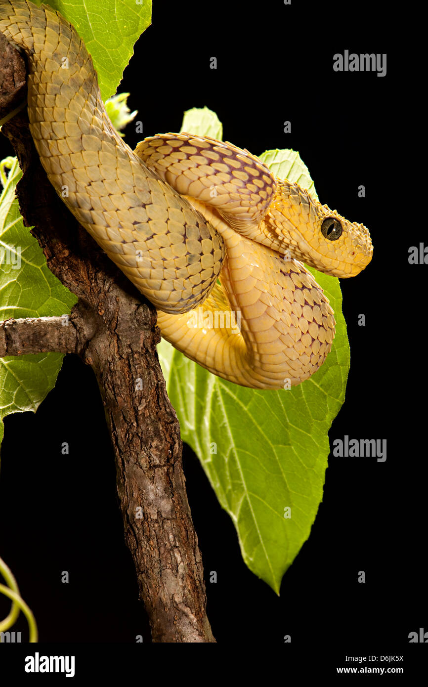 Atheris squamiger Serpent Viper Bush Banque D'Images