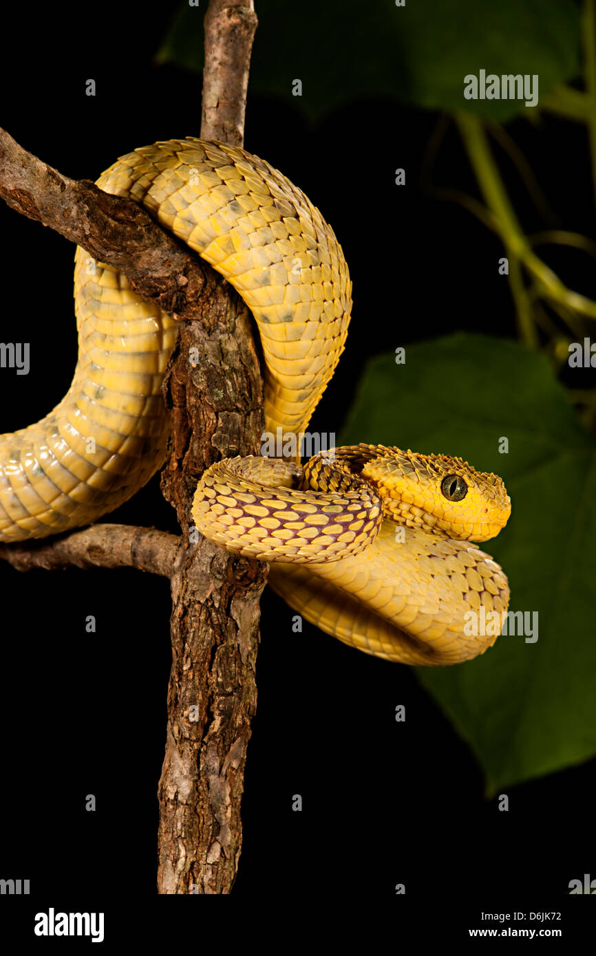 Atheris squamiger Serpent Viper Bush Banque D'Images