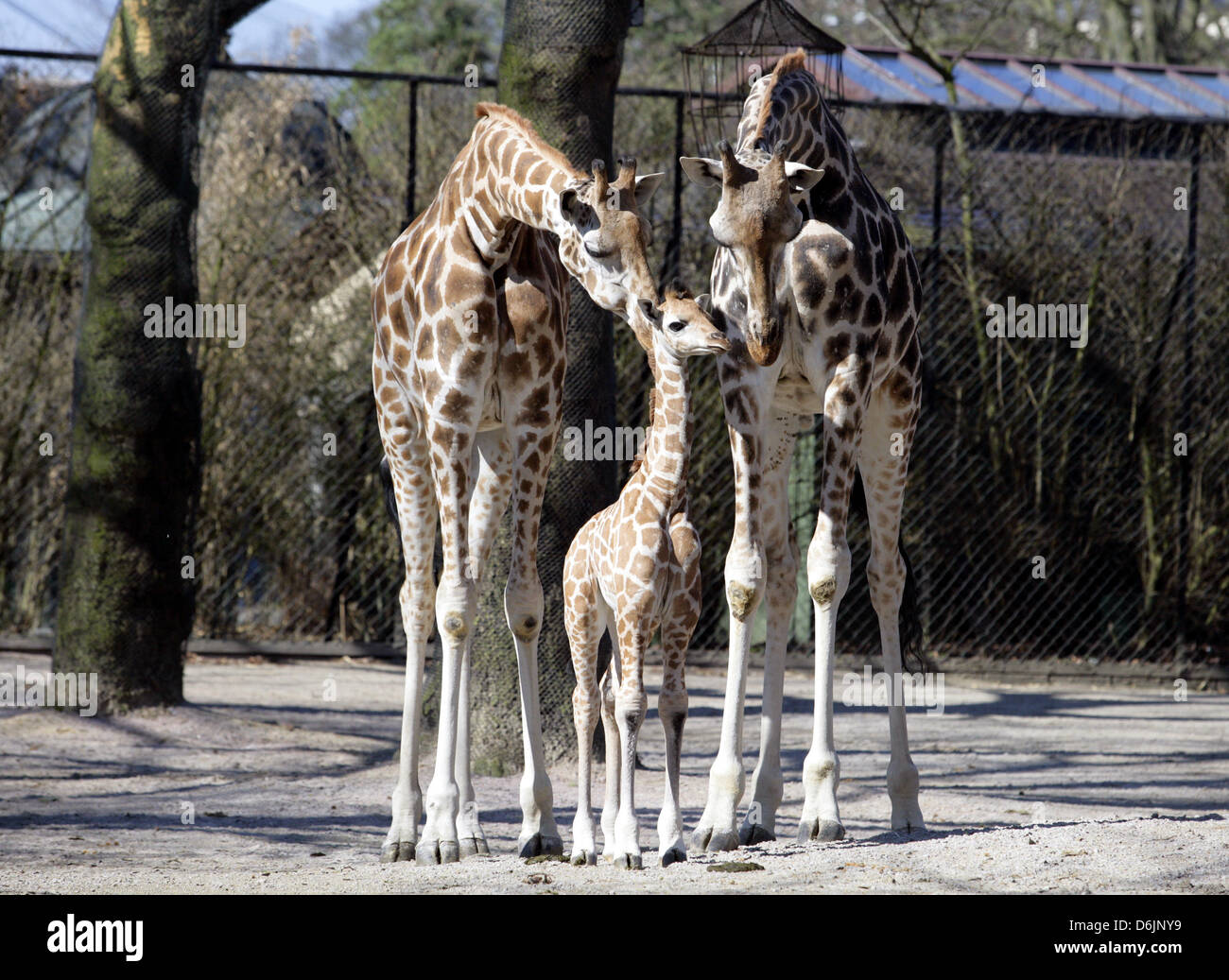 Dix jours "girafe" ugambi se tient entre ses parents dans la piscine au zoo Hagenbeck à Hambourg, Allemagne, 23 mars 2012. Mugambi a été dehors pour la première fois. Photo : Daniel Bockwoldt Banque D'Images
