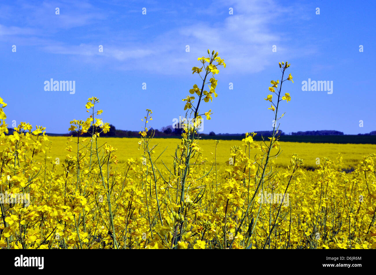 Champ jaune contre un ciel bleu, de l'huile de colza, la récolte et la région Île-de-France, dans le centre-nord de la France. Banque D'Images Champ jaune contre un ciel bleu, de l'huile de colza, la récolte et la région Île-de-France, dans le centre-nord de la France. Banque D'Images
