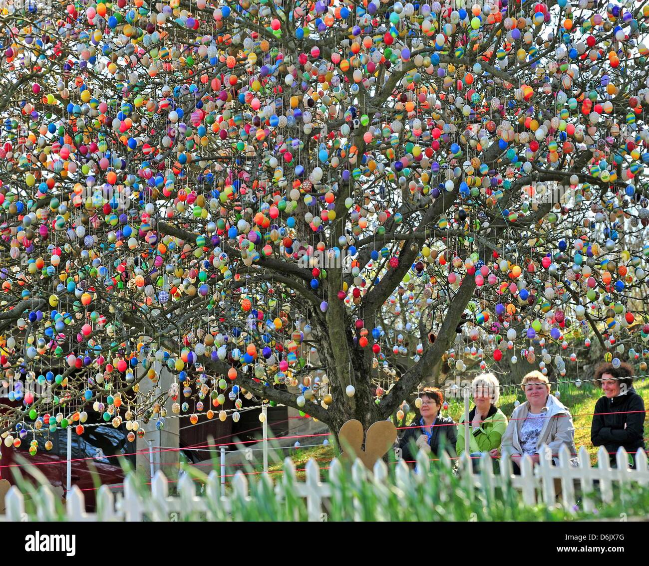 Les visiteurs regarder un pommier avec 10 000 oeufs de Pâques colorés à Saalfeld, Allemagne, 28 mars 2012. Pensionné Volker Kraft a décoré un arbre pendant des années. En 1995, il n'y avait que 850 oeufs. Chaque année, il y a plus d'oeufs sur l'arbre. Maintenant, l'arbre est devenu une attraction touristique. Photo : MARTIN SCHUTT Banque D'Images