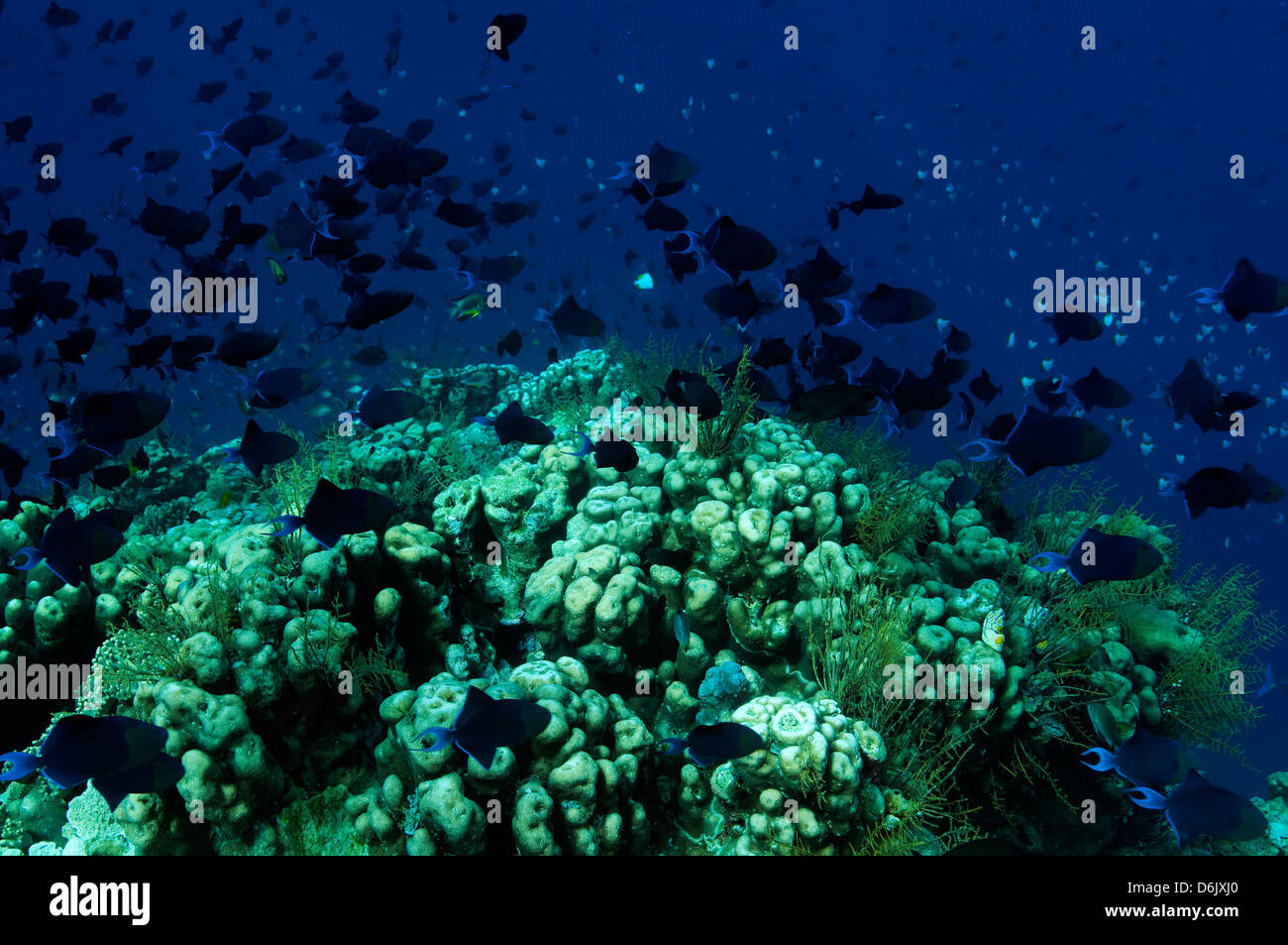 Dent rouge poissons trigger, Odonus niger, plus de pavona coraux durs de Sulawesi en Indonésie. Banque D'Images