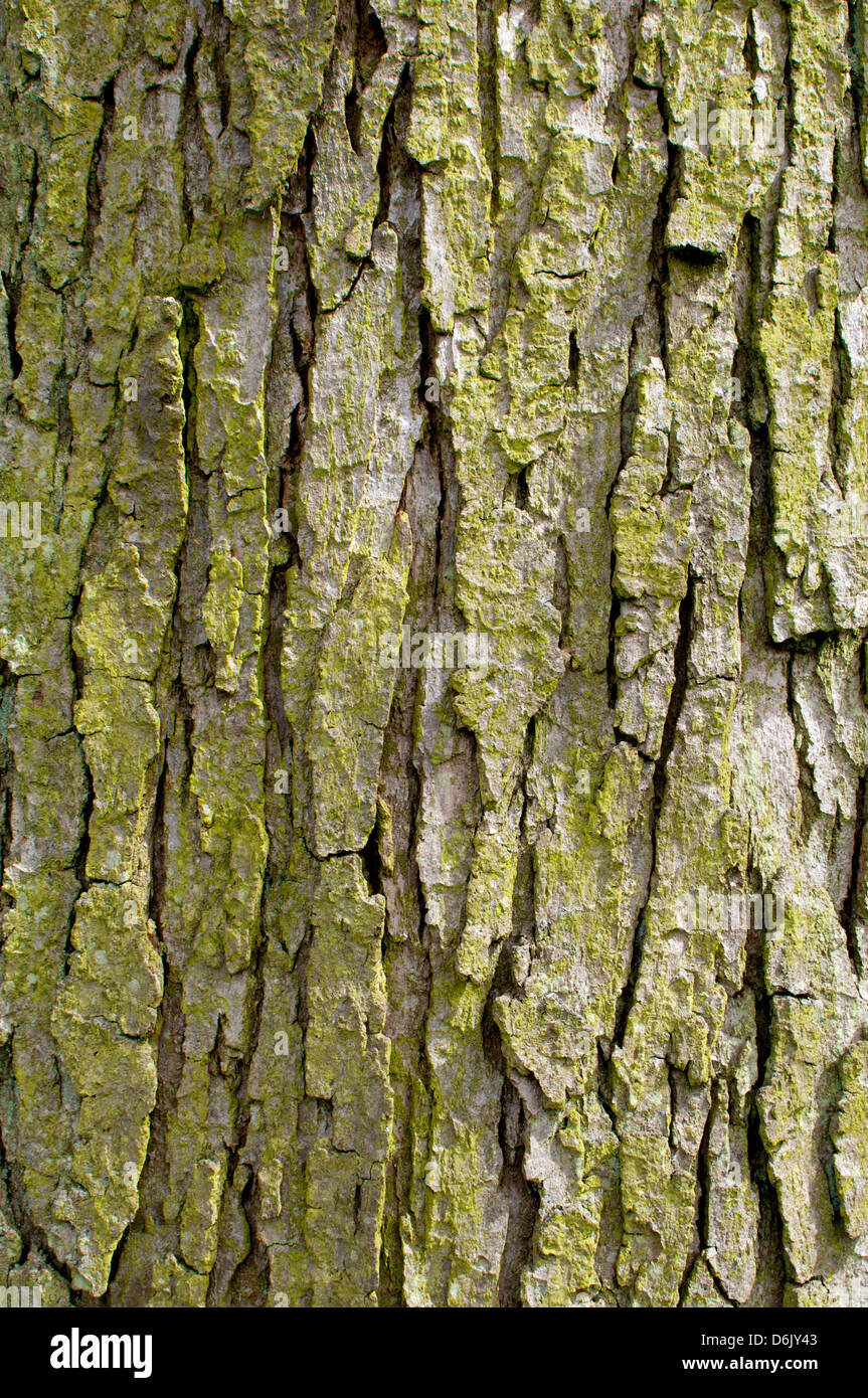 Quercus macranthera écorce d'arbre (chêne du Caucase Photo Stock - Alamy