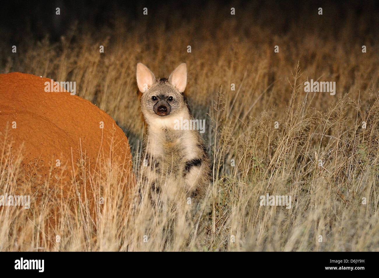 Aardwolf Proteles cristata photographiés dans la nature contre termitière dans le nord du Cap, Afrique du Sud Banque D'Images Aardwolf Proteles cristata photographiés dans la nature contre termitière dans le nord du Cap, Afrique du Sud Banque D'Images