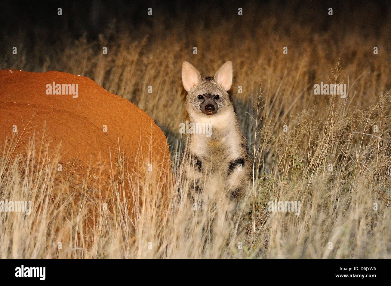 Aardwolf Proteles cristata photographiés dans la nature contre termitière dans le nord du Cap, Afrique du Sud Banque D'Images