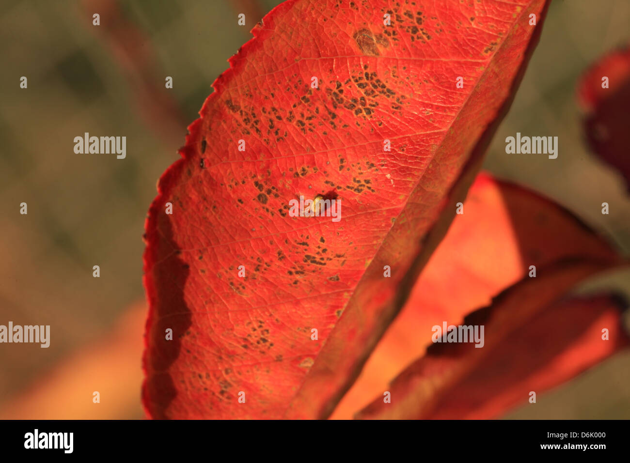 Petit bug sur la feuille rouge au coucher du soleil Banque D'Images