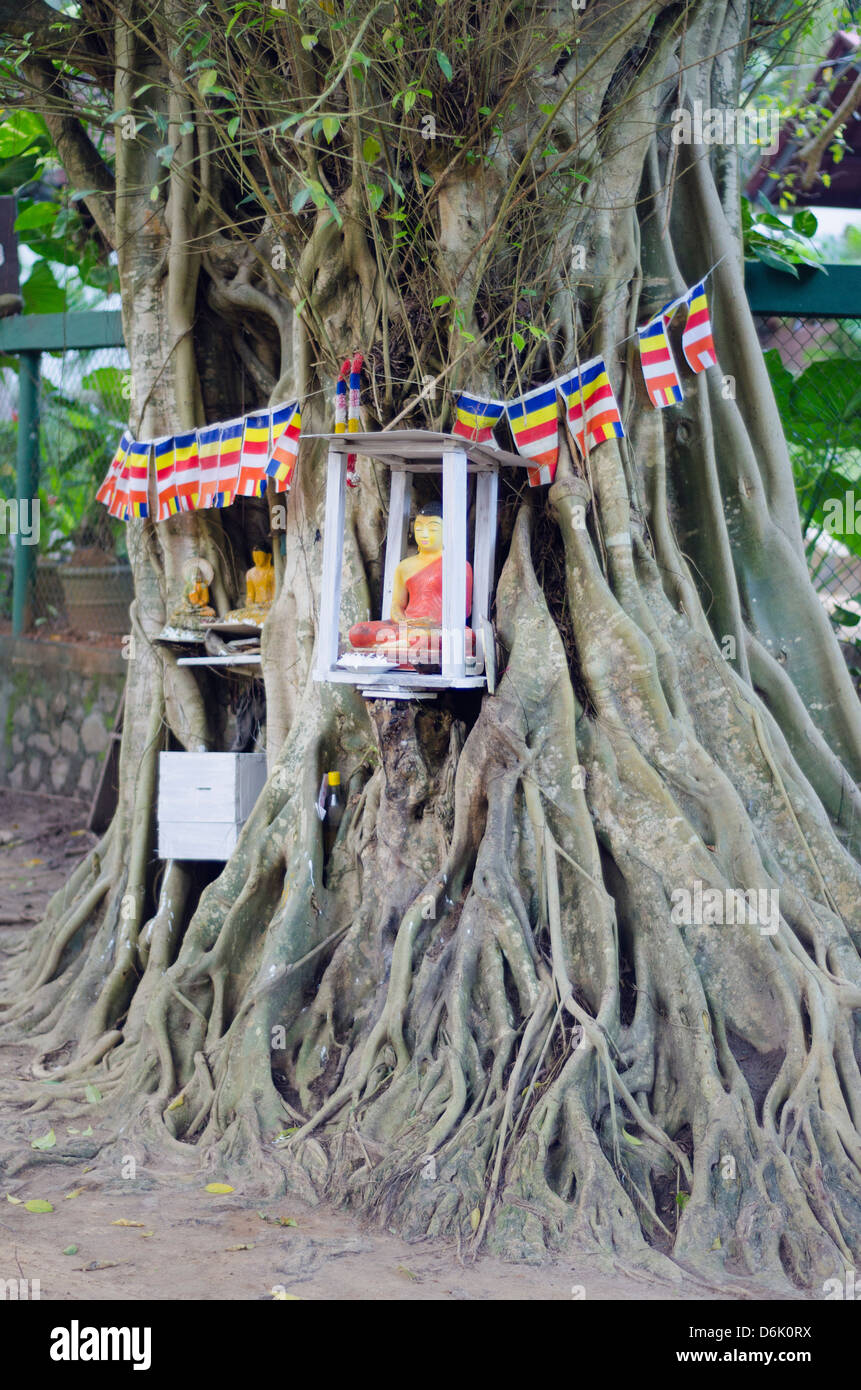 Arbre généalogique de culte bouddhiste, Province du Sud, Sri Lanka, Asie Banque D'Images