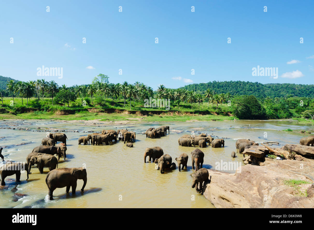 Pinnewala orphelinat des éléphants près de Kegalle, Hill Country, au Sri Lanka, en Asie Banque D'Images