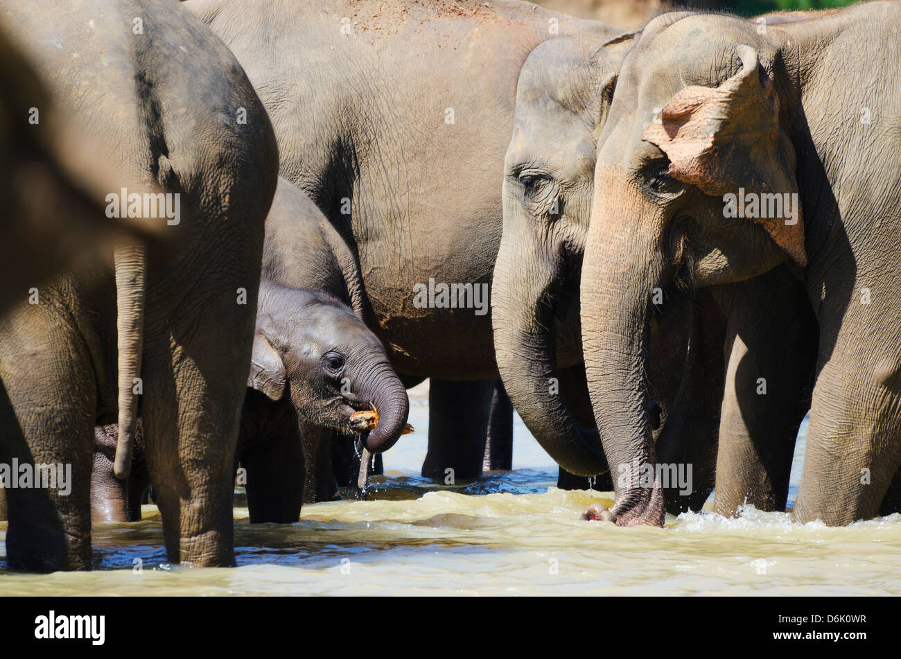 Pinnewala orphelinat des éléphants près de Kegalle, Hill Country, au Sri Lanka, en Asie Banque D'Images