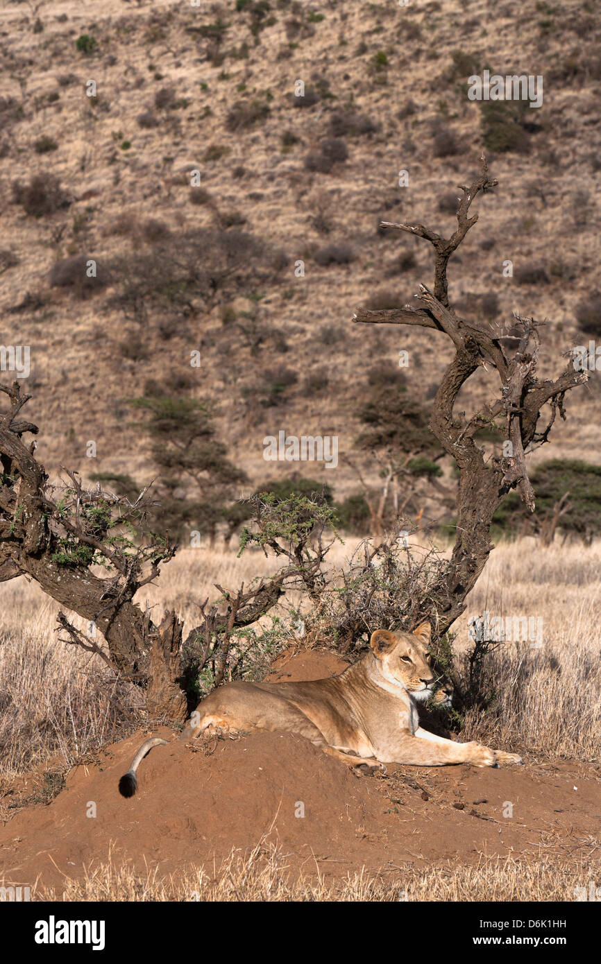 Lioness (Panthera leo), Lewa Wildlife Conservancy, Laikipia, Kenya, Afrique de l'Est, l'Afrique Banque D'Images