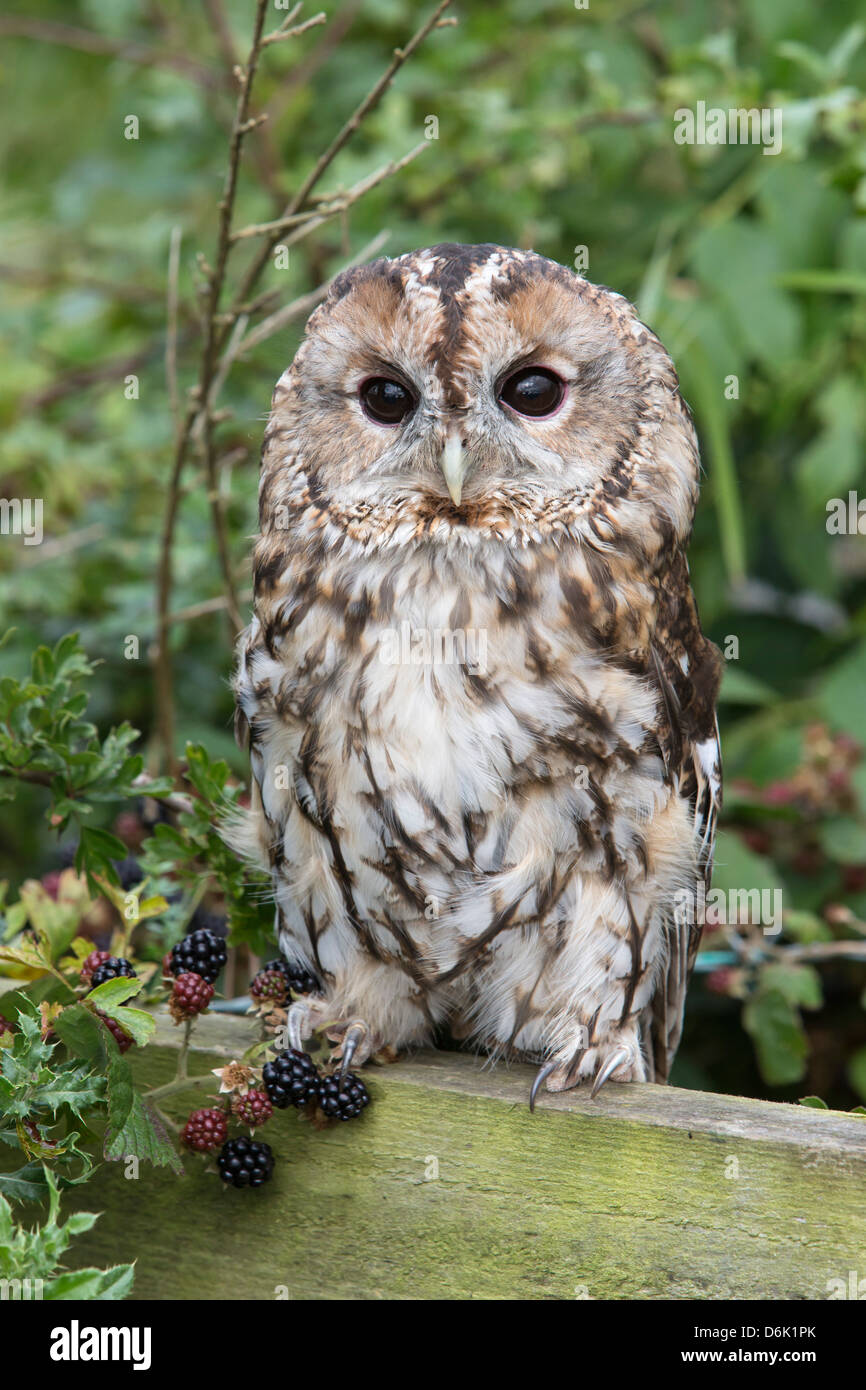 Tawny owl (Strix Aluco enr), Royaume-Uni, Europe Banque D'Images