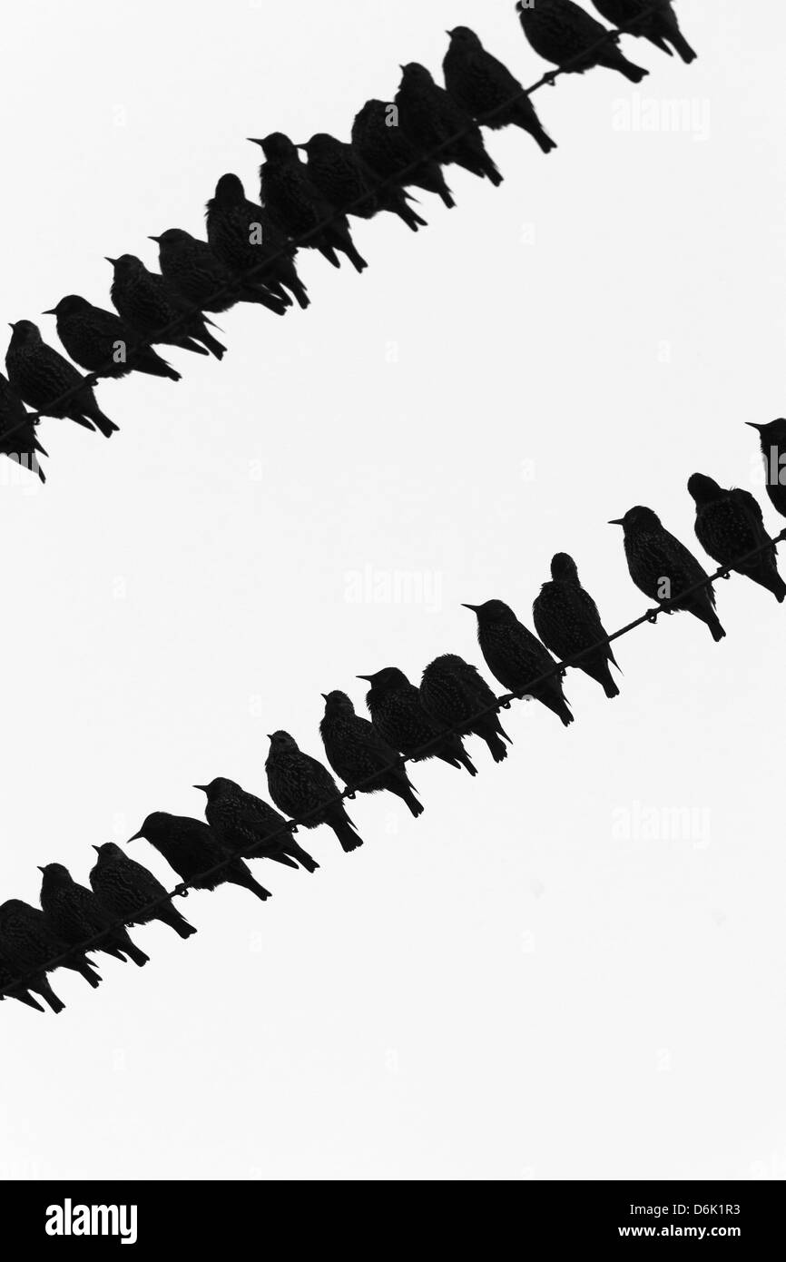 L'Étourneau sansonnet (Sturnus vulgaris) troupeau sur les fils télégraphiques, Islay, Ecosse, Royaume-Uni, Europe Banque D'Images