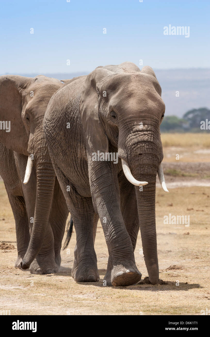 Les éléphants d'Afrique (Loxodonta africana), le Parc national Amboseli, Kenya, Afrique de l'Est, l'Afrique Banque D'Images