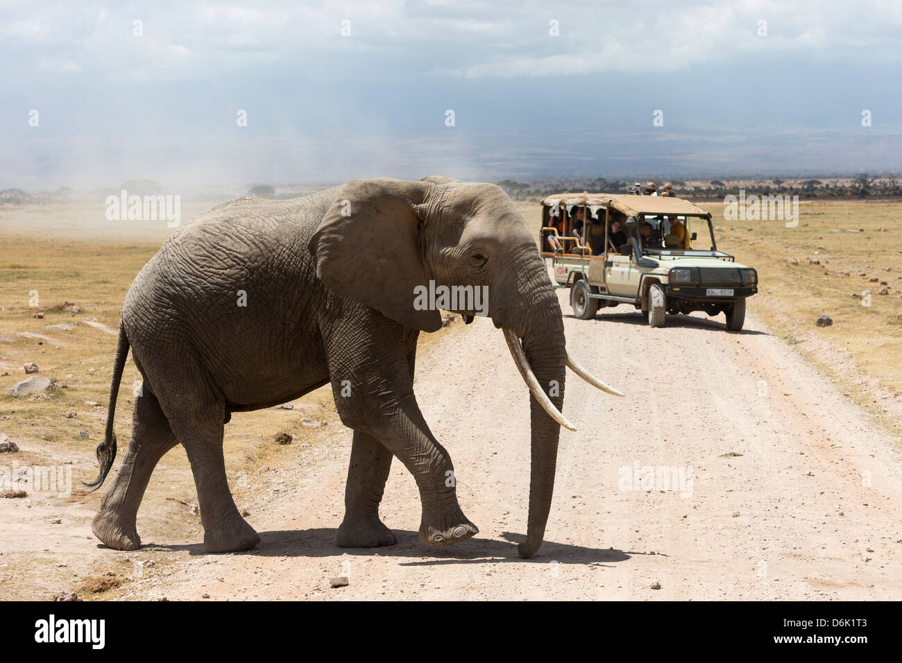 L'éléphant africain (Loxodonta africana) et les touristes, le Parc national Amboseli, Kenya, Afrique de l'Est, l'Afrique Banque D'Images