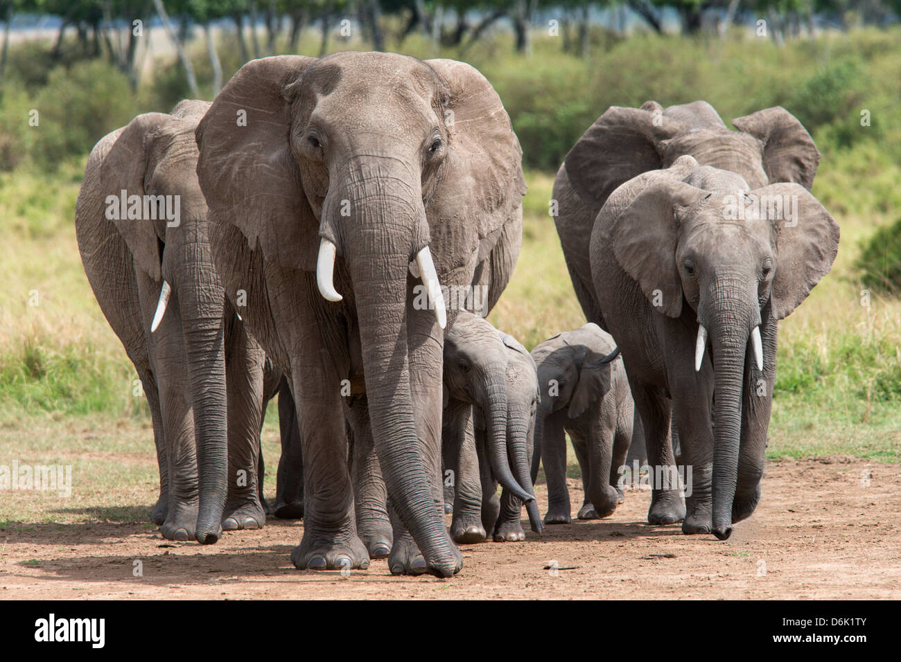 Elephant (Loxodonta africana) troupeau marchant à la rivière pour boire, Masai Mara National Reserve, Kenya, Afrique de l'Est, l'Afrique Banque D'Images