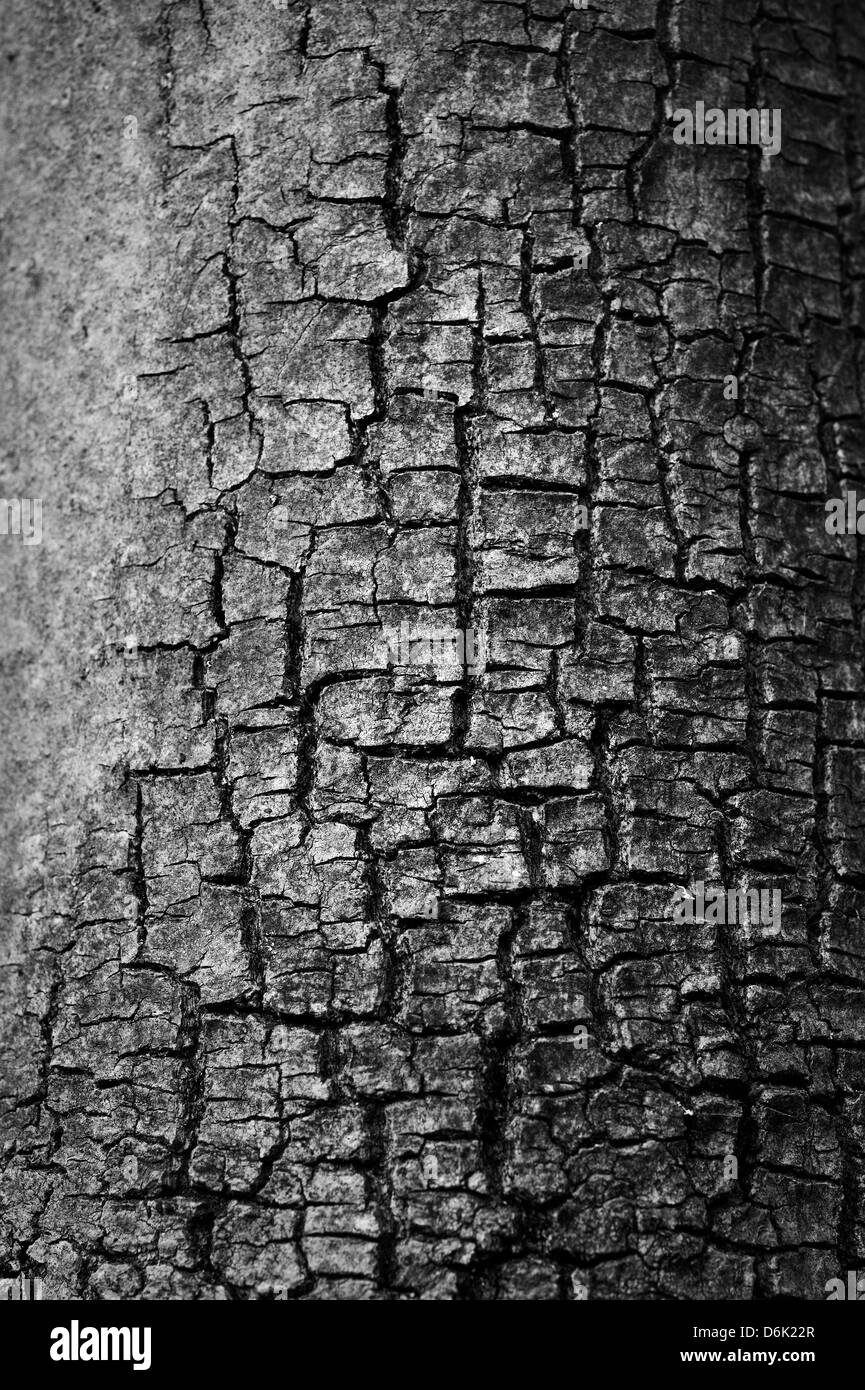 Détail du tronc de l'arbre Banque D'Images