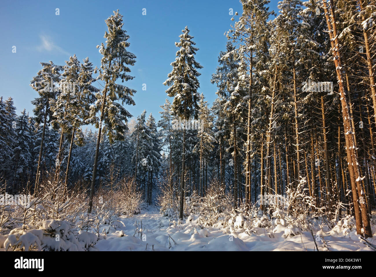Forêt Noire en hiver, près de Villingen-Schwenningen, forêt-Noire-baar, Baden-Wurttemberg, Germany, Europe Banque D'Images