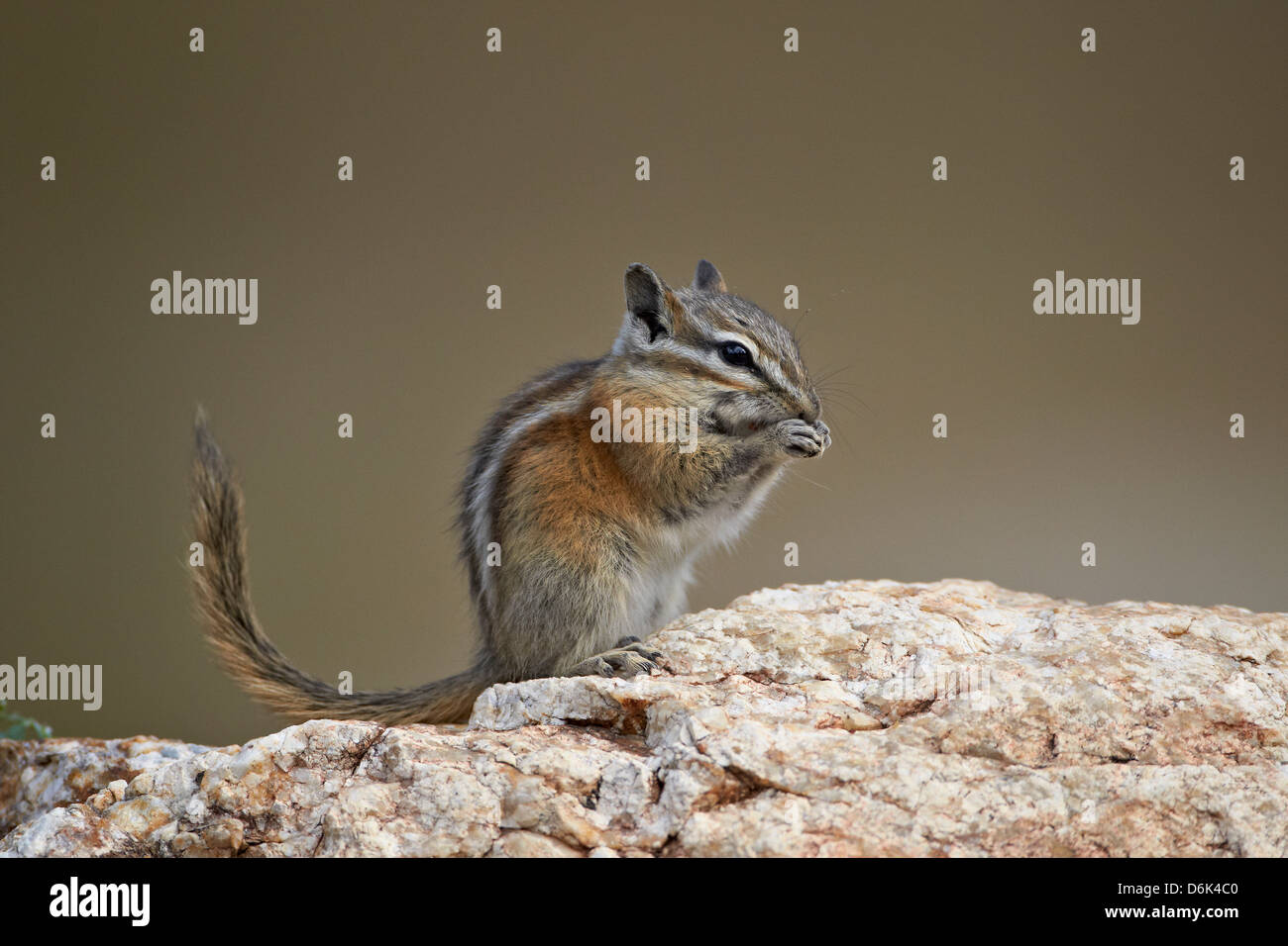Le tamia mineur (Neotamias minimus) alimentation, Custer State Park, Dakota du Sud, États-Unis d'Amérique, Amérique du Nord Banque D'Images