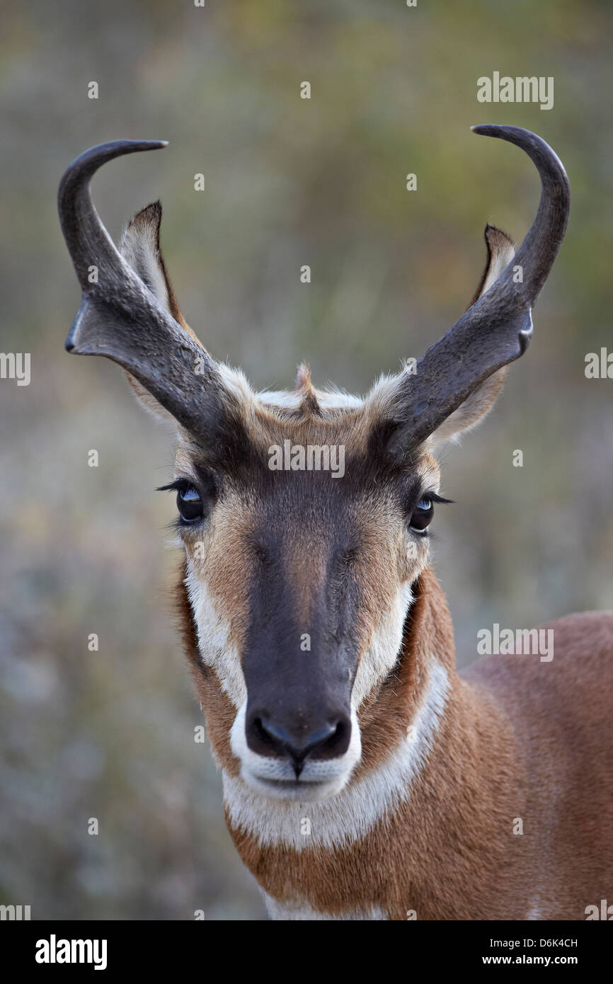 Pronghorn (Antilocapra americana) buck, Custer State Park, Dakota du Sud, États-Unis d'Amérique, Amérique du Nord Banque D'Images