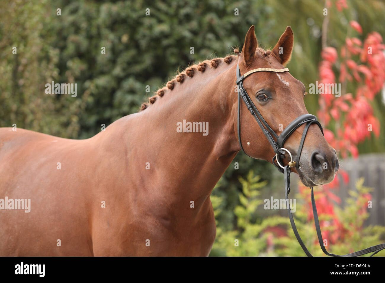 Enfant Paisible En Coiffe Amérindienne Avec Cheval De Race Pure Dans L