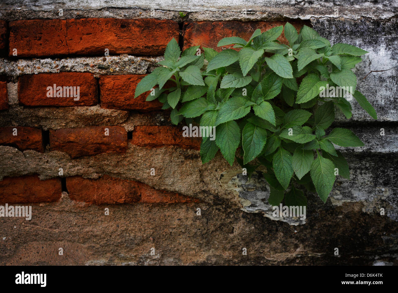 Le vert des plantes rampantes sur un mur de brique,crée un beau fonds de Banque D'Images