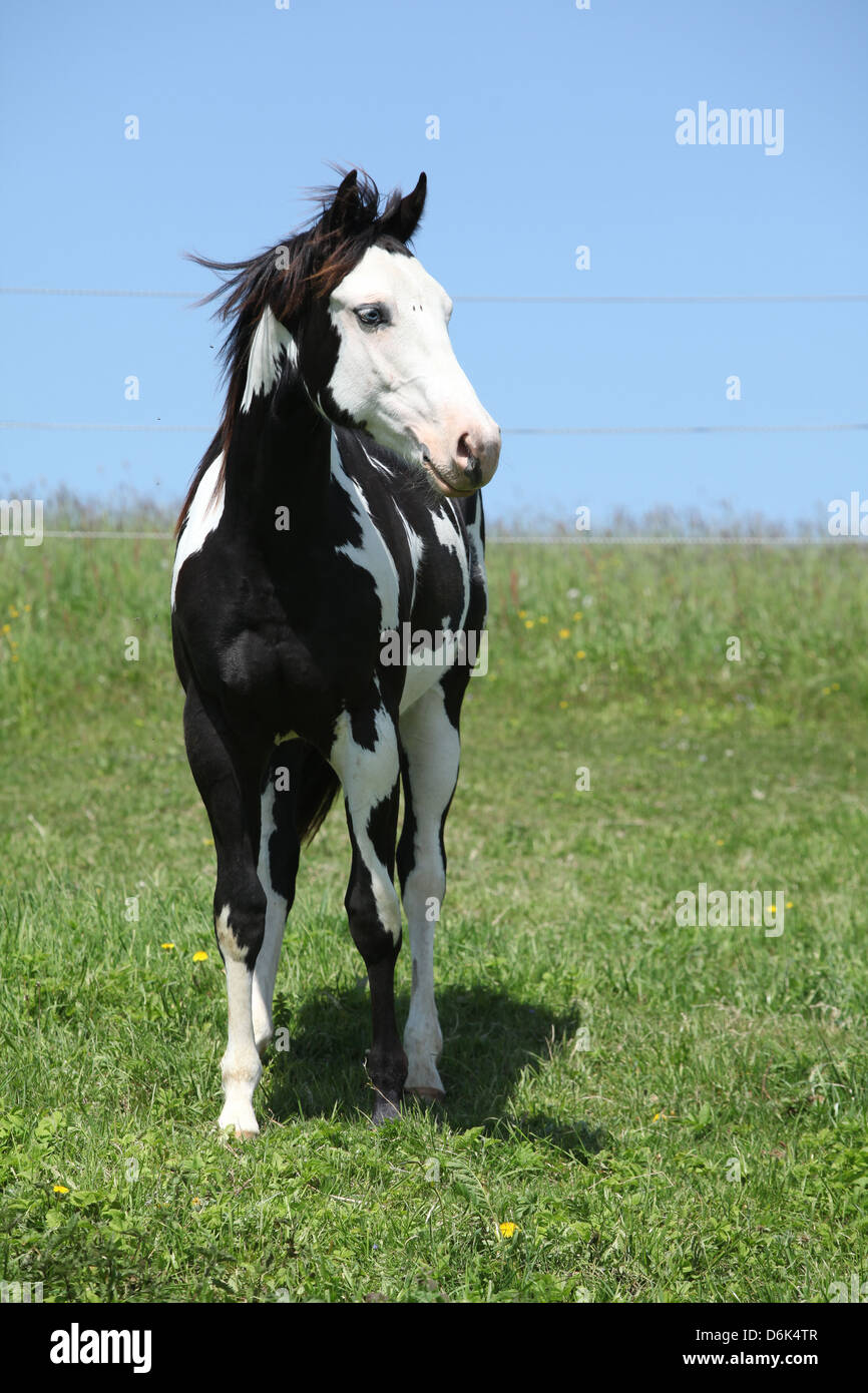 Paint horse stallion debout sur l'herbe en face de ciel bleu Banque D'Images