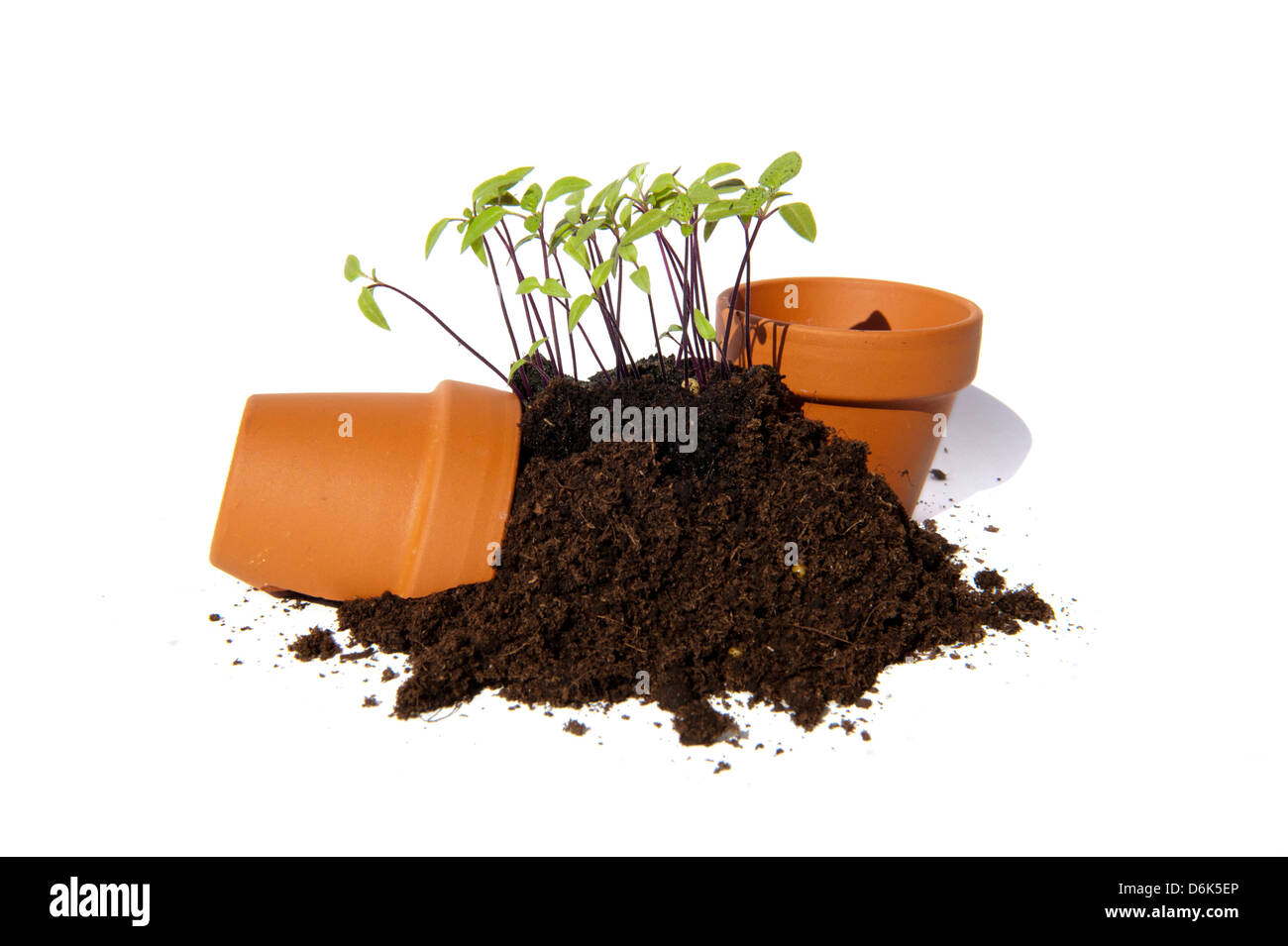 Les jeunes boutures de semence de la pomme du Pérou, fruit d'un tas de terre et décorées avec des pots en terre cuite Banque D'Images