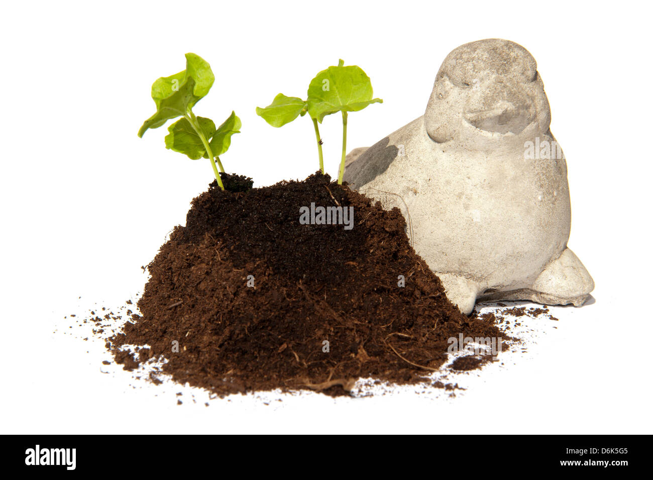 Les jeunes boutures de semences de l'Hibiscus, fruit d'un tas de terre et considéré par un oiseau de pierre Banque D'Images