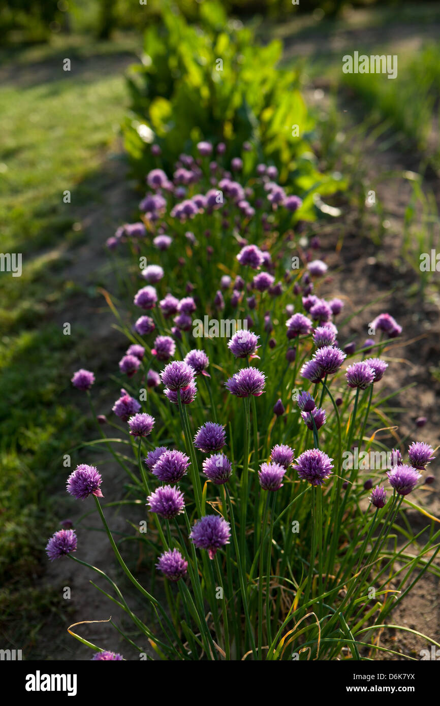 La ciboulette fleurs au printemps cuisine jardin Banque D'Images