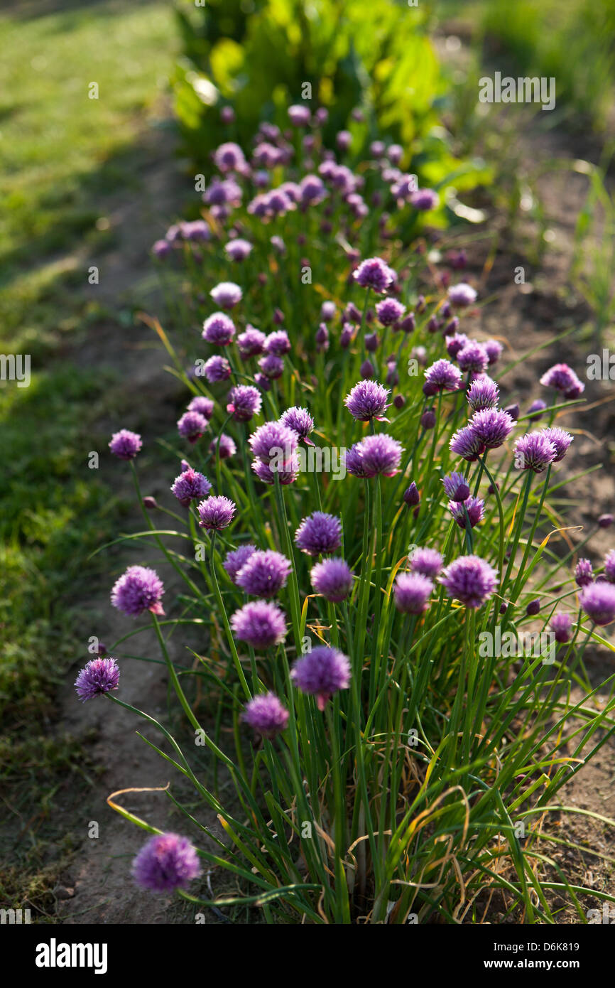 La ciboulette fleurs au printemps cuisine jardin Banque D'Images